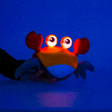 Krab czerwony
