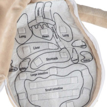 Lalka anatomia chłopiec