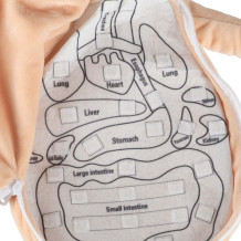 Lalka anatomia dziewczynka